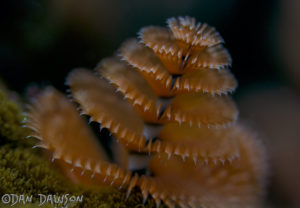 a close up of a coral